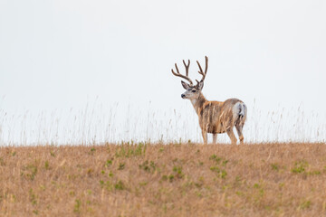Wild Mule Deer in a farm field in the grasslands of Southern Alberta Canada
