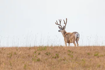 Foto op Canvas Wild Mule Deer in a farm field in the grasslands of Southern Alberta Canada © BGSmith