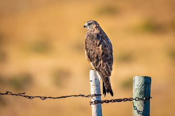 Swainson's Hawk