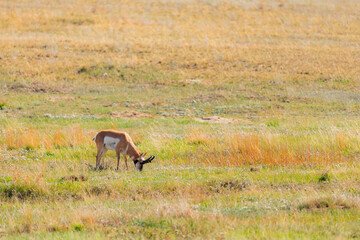 Wild Pronghorns in the summer in the grasslands of Southern Alberta Canada 
