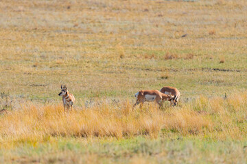 Naklejka premium Wild Pronghorns in the summer in the grasslands of Southern Alberta Canada 