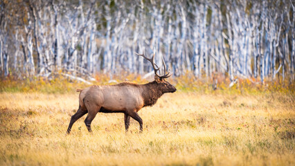 Herd of wild Elk in a field in Waterton National Park Alberta Canada during the rutting mating season.