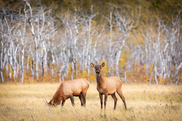 Herd of wild Elk in a field in Waterton National Park Alberta Canada during the rutting mating...