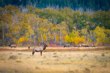 Herd of wild Elk in a field in Waterton National Park Alberta Canada during the rutting mating season.