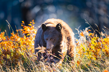 Wild brown coloured Black Bear feeding on berries in autumn Waterton Lakes National Park Alberta...