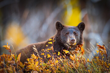 Wild brown coloured Black Bear feeding on berries in autumn Waterton Lakes National Park Alberta...