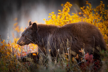 Wild brown coloured Black Bear feeding on berries in autumn Waterton Lakes National Park Alberta Canada