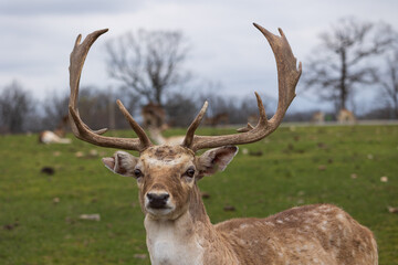 Portrait of an elk buck