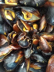 mussels 