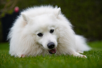 Hund Spitz Japanspitz weiß
