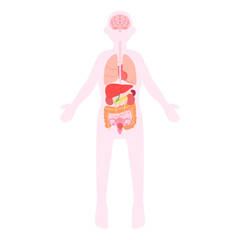 女性の内臓。フラットなベクターイラスト。
Female internal organs. Flat vector illustration.