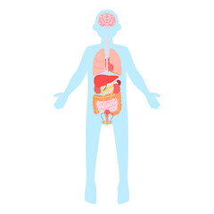 男性の内臓。フラットなベクターイラスト。
Male internal organs. Flat vector illustration.