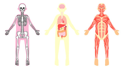 ヒトの骨格、内臓、筋肉。フラットなベクターイラストセット。
Human skeleton, internal organs and muscles. Flat vector illustration set.