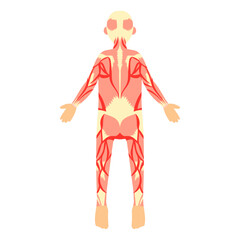 全身の筋肉（背面）。フラットなベクターイラスト。
Whole body muscles (back). Flat vector illustration.