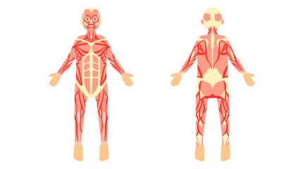 全身の筋肉。フラットなベクターイラストセット。
Muscles of the whole body. Flat vector illustration set.