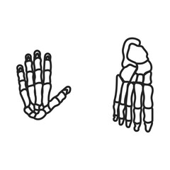 手と足の骨格。フラットなベクターイラスト。
The skeleton of the hand and foot. Flat vector illustration.