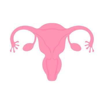 子宮。フラットなベクターイラスト。
The uterus. Flat vector illustration.