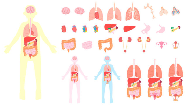 ヒトの内臓。フラットなベクターイラストセット。
Human internal organs. Flat vector illustration set.