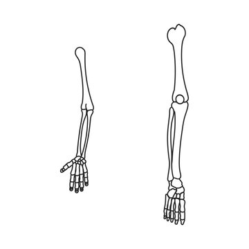 腕と脚の骨格。フラットなベクターイラスト。
The skeleton of the arm and leg. Flat vector illustration.