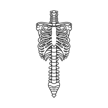 肋骨と脊柱。フラットなベクターイラスト。
Ribs and spine. Flat vector illustration.