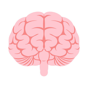 ヒトの脳（正面）。フラットなベクターイラスト。
Human brain (front). Flat vector illustration.
