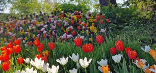 Meubelstickers field of tulips © Monica