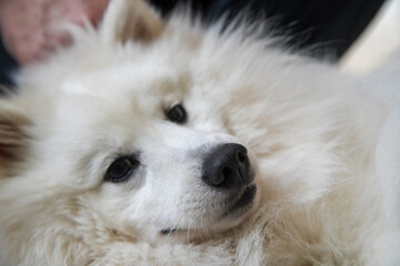 Hund Spitz Japanspitz weiß