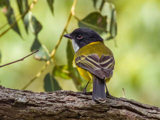Golden Whistler in New South Wales, Australia
