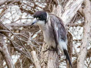 Grey Butcherbird in New South Wales, Australia