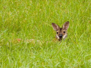 Pretty-faced Wallaby in New South Wales, Australia