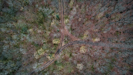 drone view, forest, crossing, path, aerial view