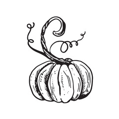 Ink sketch of pumpkin isolated on white background. Hand drawn vector illustration. Retro style. engraving