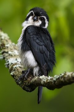 The Pied Falconet, (Microhierax Melanoleucos). It is found in Bangladesh, Bhutan, China, Hong Kong, India, Laos, and Vietnam. Its natural habitat is temperate forests.