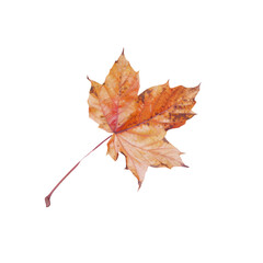 a maple leaf with a red stem on a transparent background