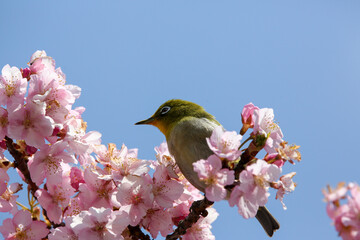 桜の枝にとまるメジロ