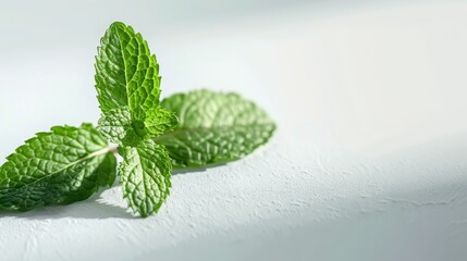 A mint leaf isolated on a white background. Full depth of field. This is a true photo, not an AI mint leaf. - obrazy, fototapety, plakaty