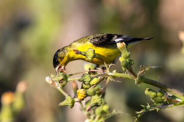 A Lesser Goldfinch bird is eating a dandelion flower