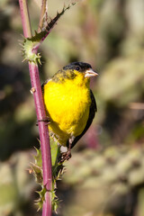 A Lesser Goldfinch bird is eating a dandelion flower