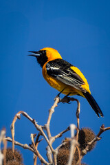 A hooded oriole bird perched on top of a tree.