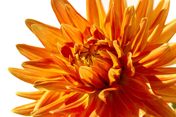 Orange Dahlia Flower, Macro, Isolated on White, Detailed Closeup, Bright Dramatic Cheerful Sunny, Real Photo