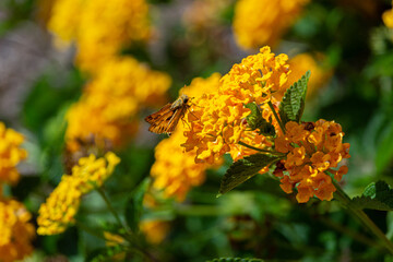 Cute Orange Skipper Butterfly Closeup Macro on Gold Lantana Camara Flower, Eyes, Wings, Spots, Happy