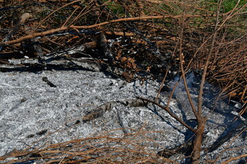 Ashes and Wood in a Brush Fire