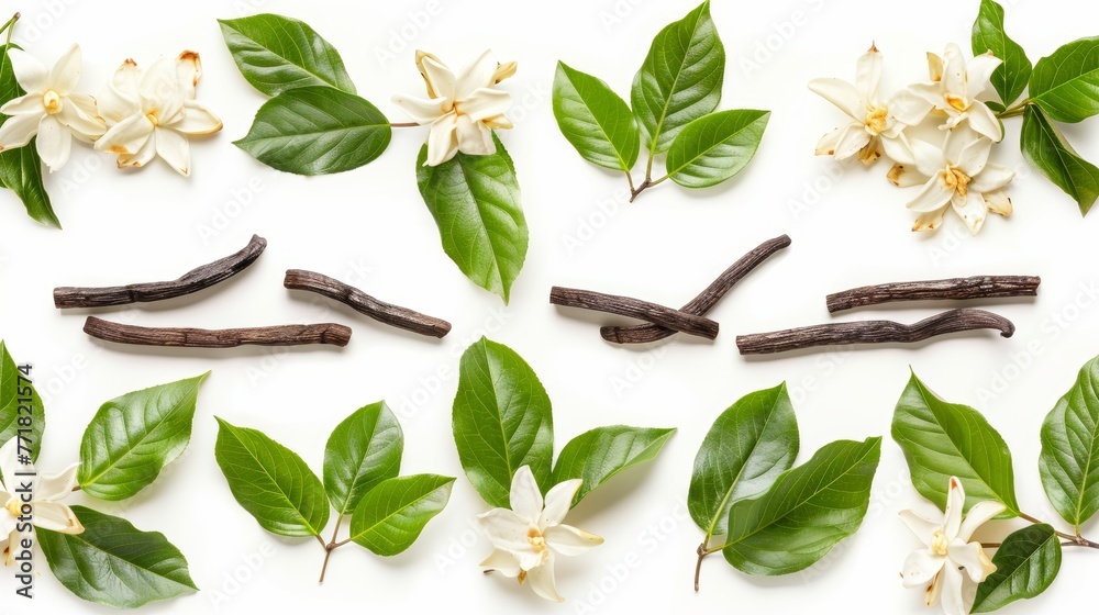 Poster as a design element for a vanilla package, vanilla flowers and leaves isolated on a white background