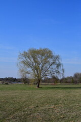 Weeping Willow Tree in a Field