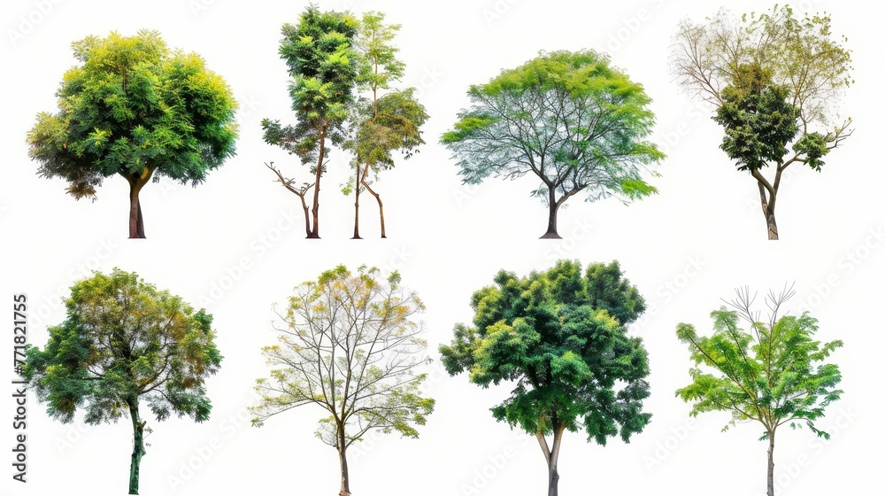 Poster trees isolated on white background, a beautiful tree from thailand , suitable for use in architectur