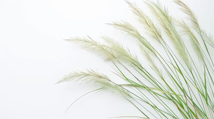 Green grass with flowers on a white background