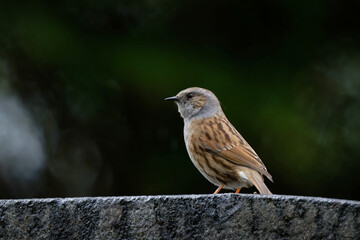 prunella modularis profile view of a dunnock in front of a dark blurred background
