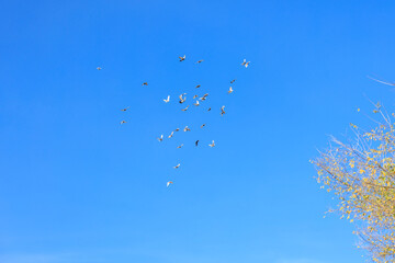 A flock of birds flying in the sky above a tree