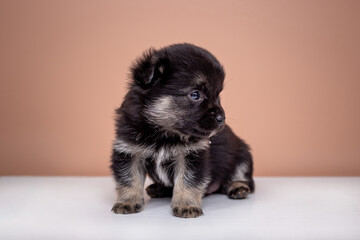 Adorable little fluffy puppy sitting on a white and beige background. The puppy looks to the side.