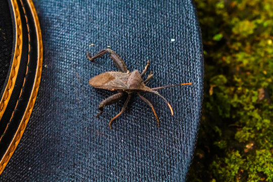 Black leaf bug in Sierra de Guadalupe state of Mexico, acanthocephala terminalis 
